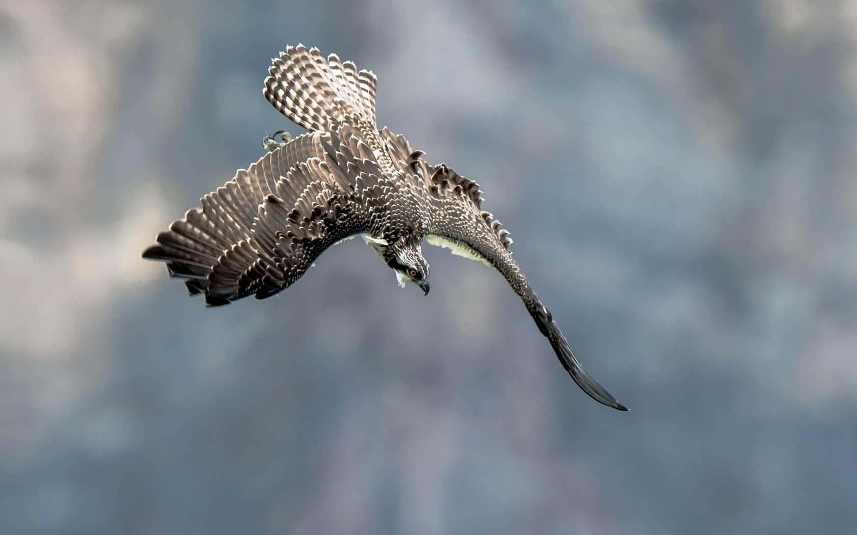 Osprey 桌布 壁紙 — 一隻強壯的魚鷹展翅翱翔，背景是柔和模糊的山巒。
