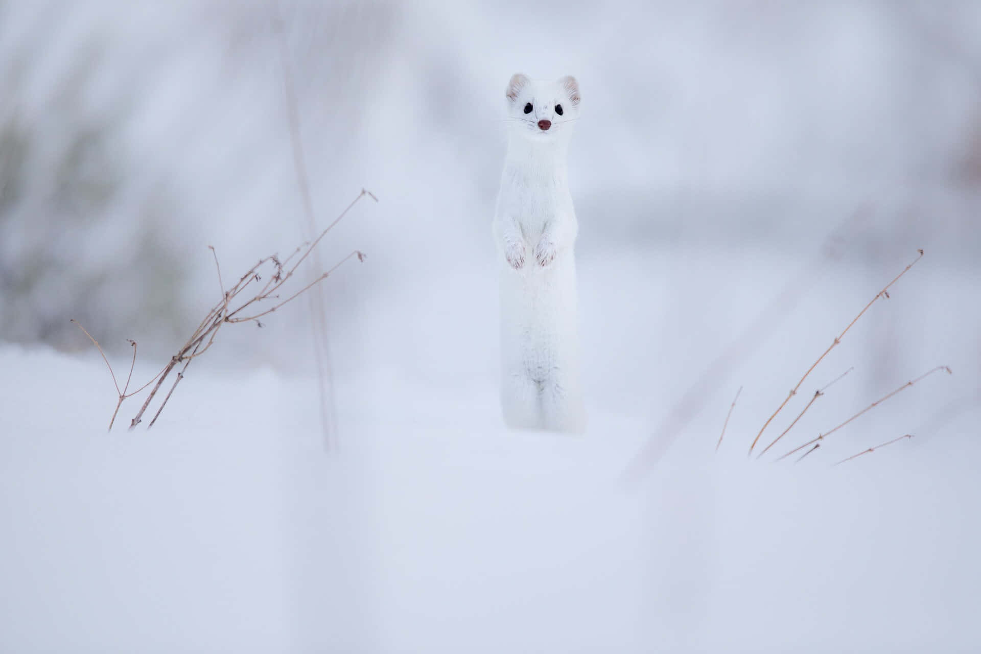  壁紙 — 一隻純白色的白鼬在深雪中直立，周圍是模糊的冬季樹枝。