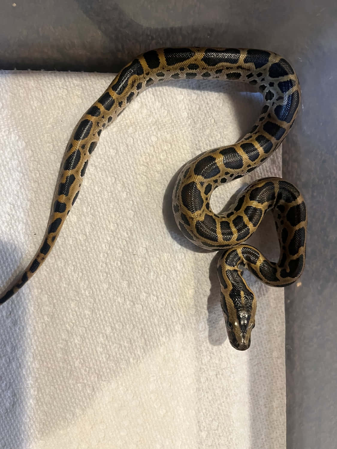 Anaconda 桌布 壁紙 — 一條網紋蟒蛇帶有引人注目的黑色和棕褐色圖案，在簡單的圍欄內優雅地盤繞在白色紙巾上。