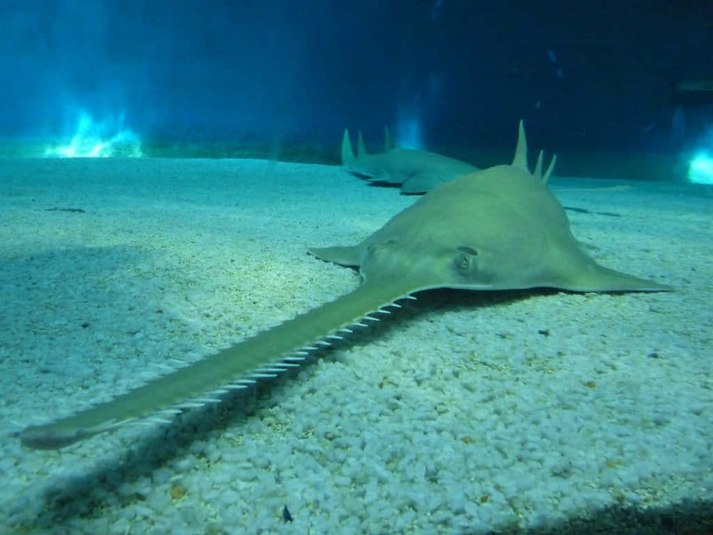  壁紙 — 一條鋸鰩在清涼藍色水族館燈光下，優雅地滑過沙質海底，背景中可見另一條鋸鰩。