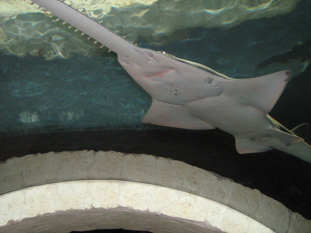  壁紙 — 一條鋸鰩在水族館的彎曲石拱下，優雅地滑過清澈的藍色海水。
