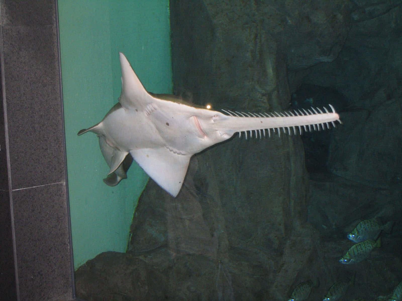  壁紙 — 一條鋸鰩在昏暗的水族館水中優雅地滑行，靠近岩石牆壁和一個綠色面板。