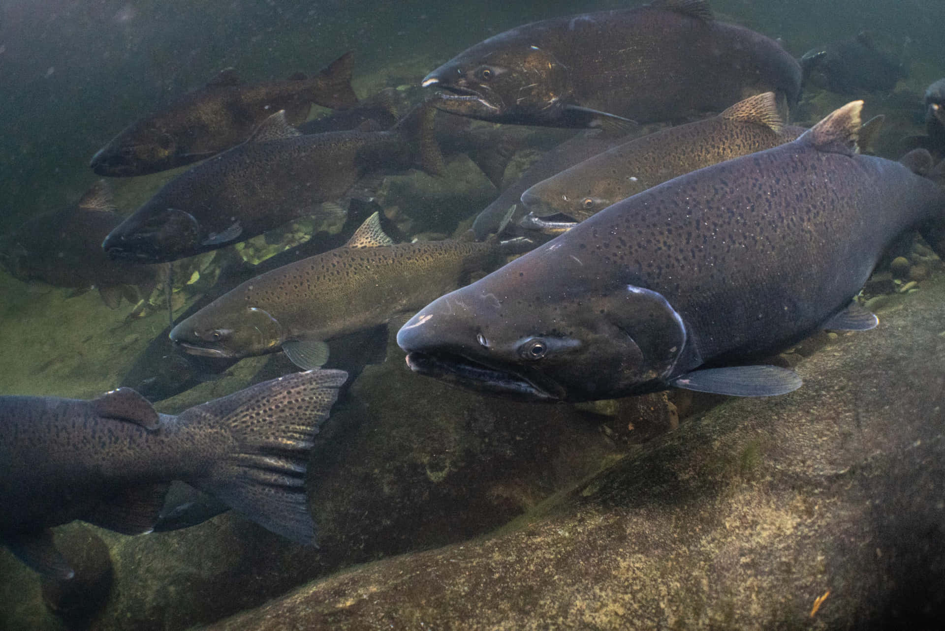  壁紙 — 一群深色斑點的鮭魚在清澈、陽光明媚的水中優雅地游過長滿苔蘚的河石。