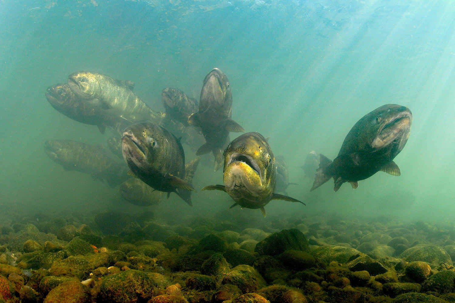  壁紙 — 一大群鮭魚在陽光照耀、帶綠色的水中向上游過岩石河床。