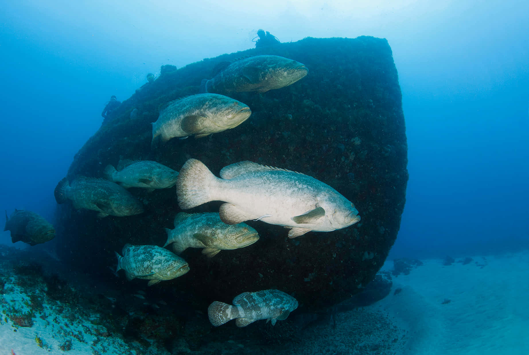  壁紙 — 一大群大型斑點魚優雅地圍繞著水下巨大的深色岩層游動。