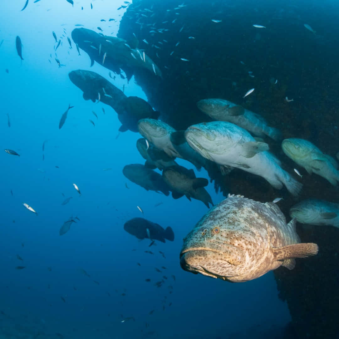  壁紙 — 一群大型斑點魚在清澈的藍色海水下靠近深色珊瑚礁游動。