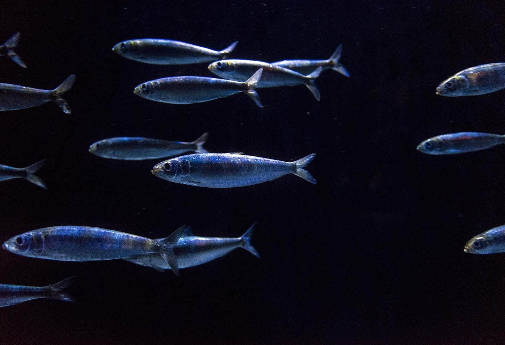  壁紙 — 一群銀色魚在聚焦燈光下優雅地滑過深墨色的水中。