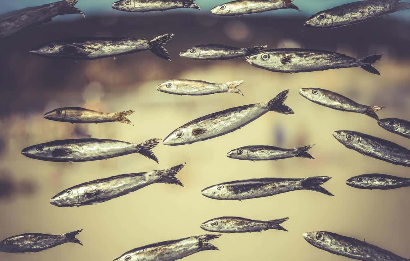  壁紙 — 一群銀色魚在暖色調的水中優雅地游動，背景柔和散景。