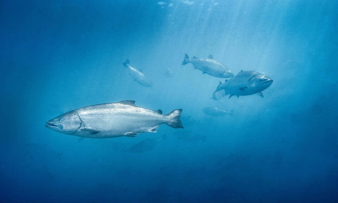  壁紙 — 一群銀色鮭魚在深藍色海水中優雅地游動，陽光從上方過濾而下。
