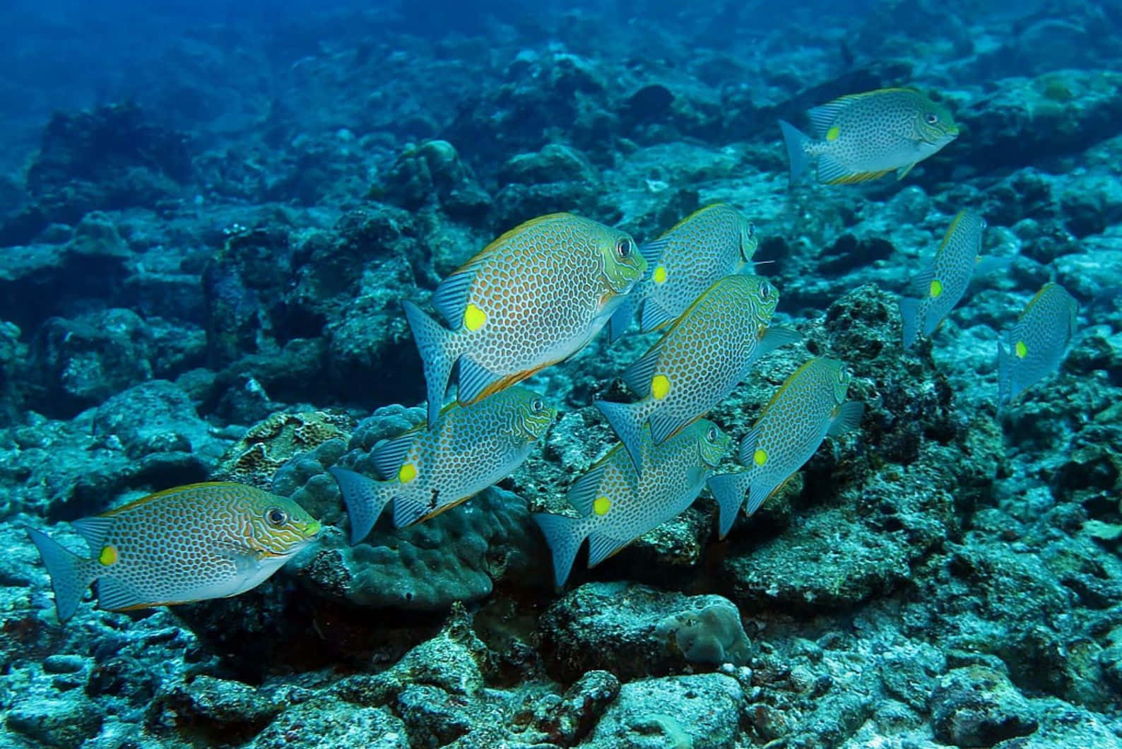  壁紙 — 一群帶有黃色鰭的斑點魚在清澈的藍色海水下優雅地游過岩石珊瑚礁。