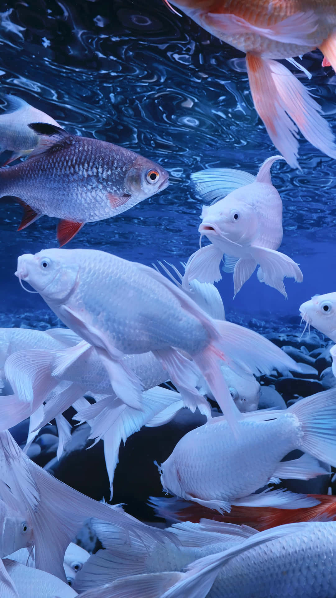 壁紙 — 一群白色和銀色的魚在深藍色的水中優雅地游動，水面反射著漣漪。