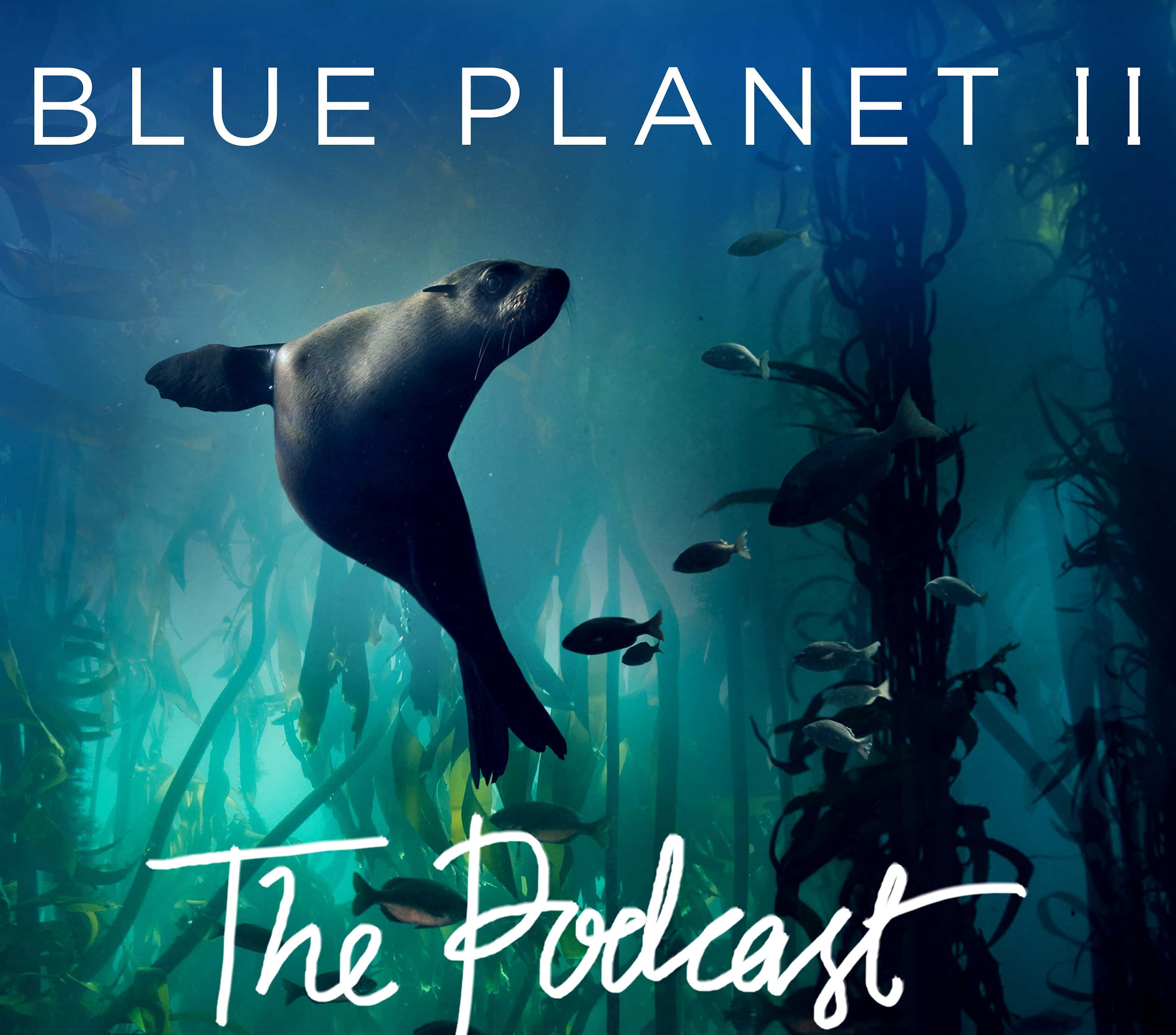 Blue Planet 桌布 壁紙 — 海獅優雅地滑過陽光照耀的海藻森林，小魚在深藍色海水中穿梭。