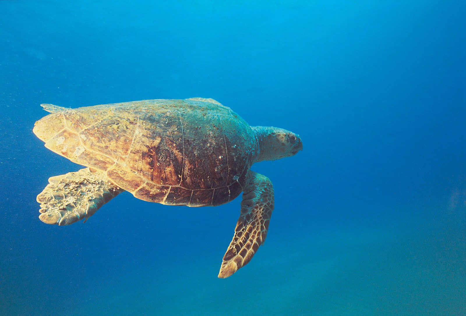  壁紙 — 一隻海龜優雅地滑過清澈的藍色海水，陽光從上方穿透而下。