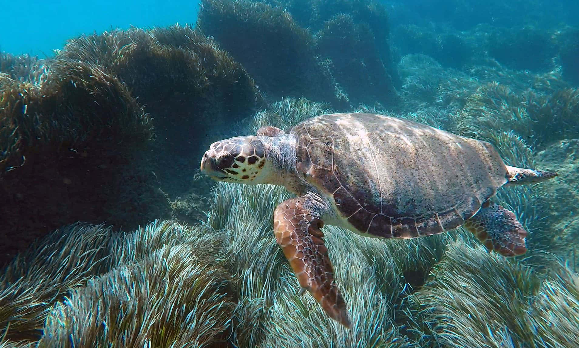  壁紙 — 一隻海龜在陽光普照的碧綠海水中優雅地滑行，四周環繞著搖曳的海藻森林。