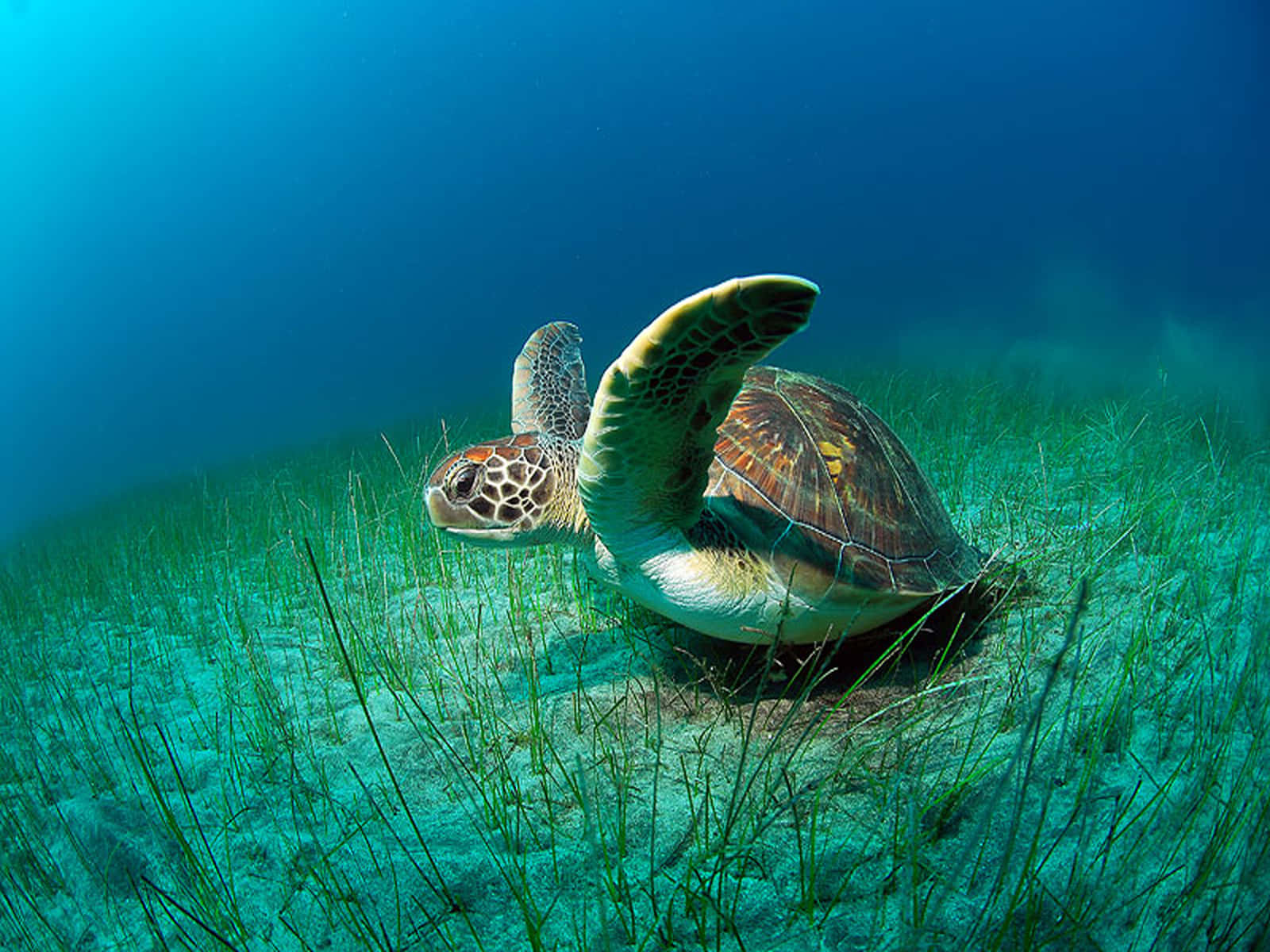  壁紙 — 一隻海龜在清澈的藍光下，優雅地滑過碧綠的海水，游弋在搖曳的海草床上方。