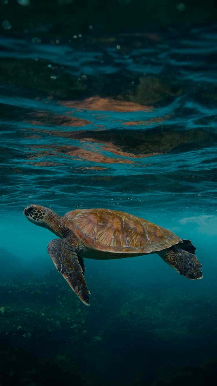  壁紙 — 一隻海龜在波光粼粼的水面下，優雅地滑過碧綠的海水，陽光穿透而下。