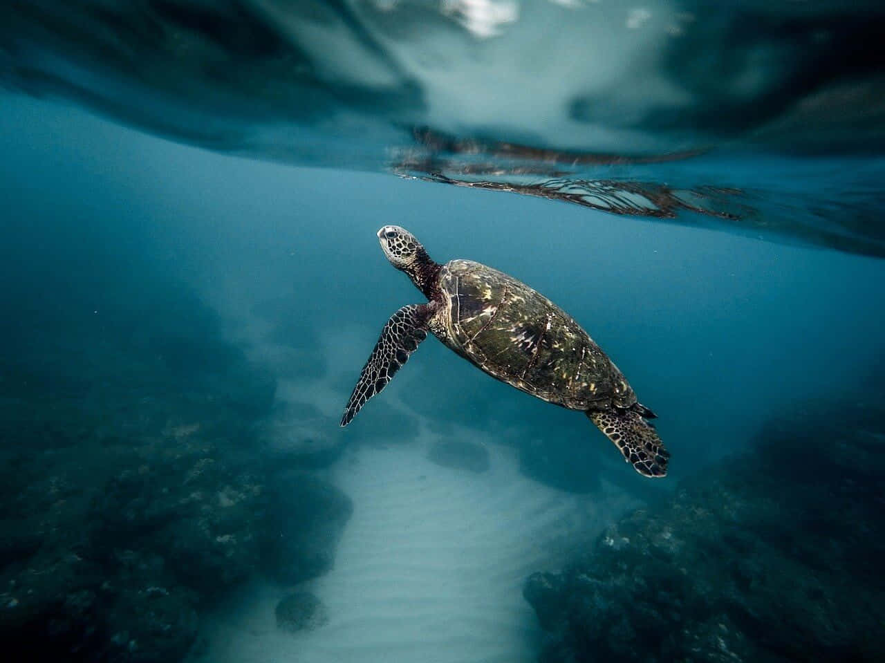  壁紙 — 一隻海龜在靠近水面的水下優雅地滑行，陽光透過藍色海洋照射下來。