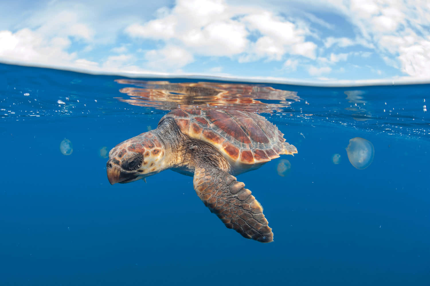  壁紙 — 一隻海龜在水中優雅地滑行，附近有水母漂浮，陽光穿過海面照射下來。