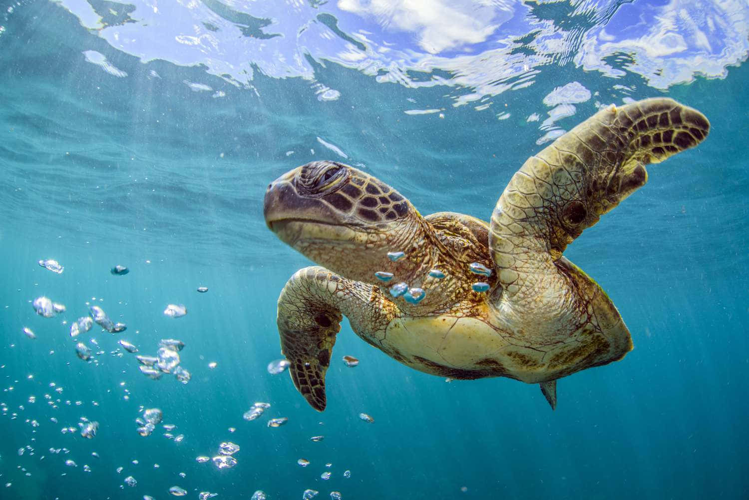  壁紙 — 一隻海龜在水中優雅地滑行，陽光透過藍綠色的海面照射下來。
