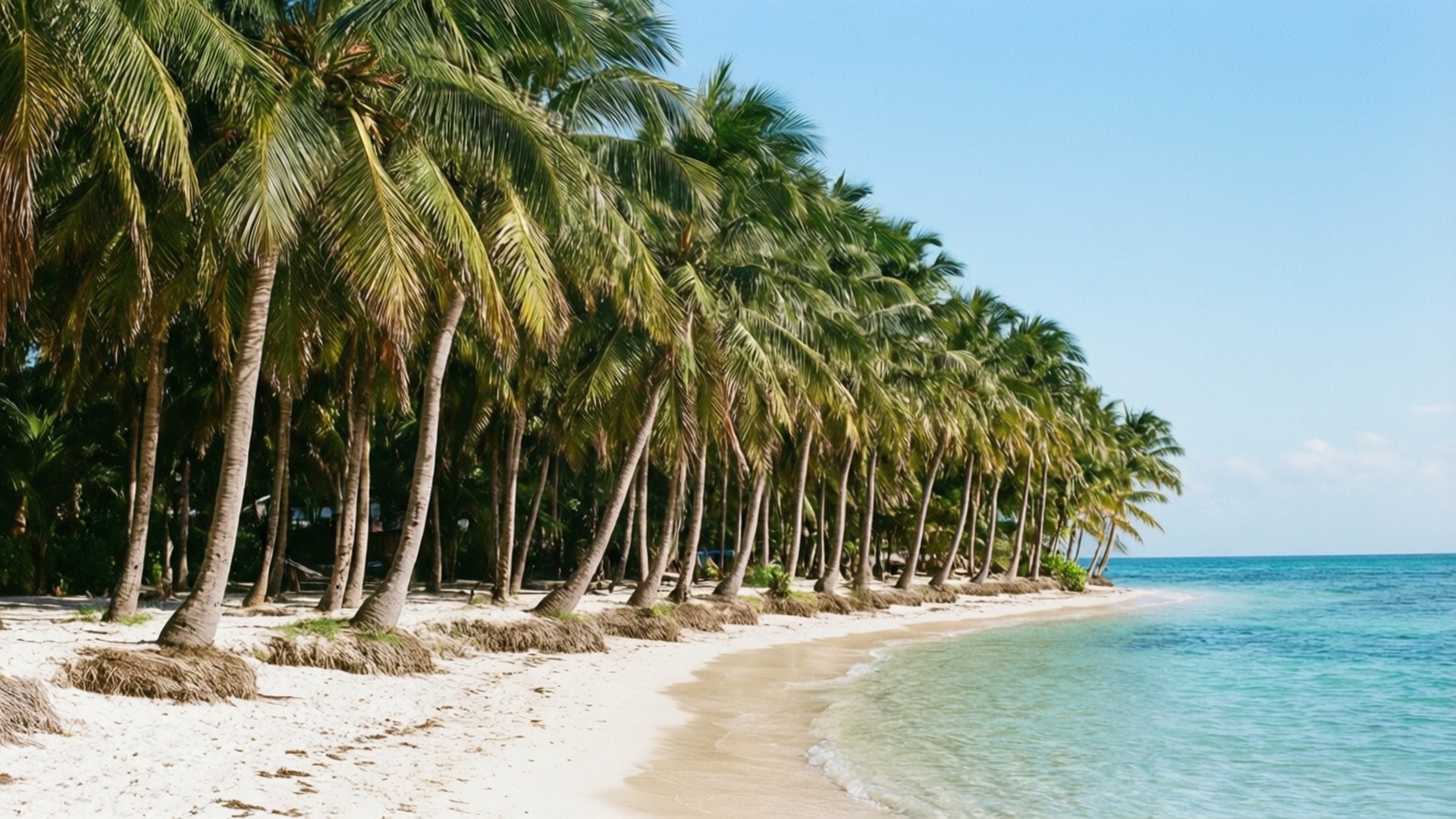 Tropical Paradise Row 壁紙 — 寧靜的熱帶海灘，一排高大的棕櫚樹沿著白色沙灘排列，與碧綠色的海洋在清澈的藍天下相接。