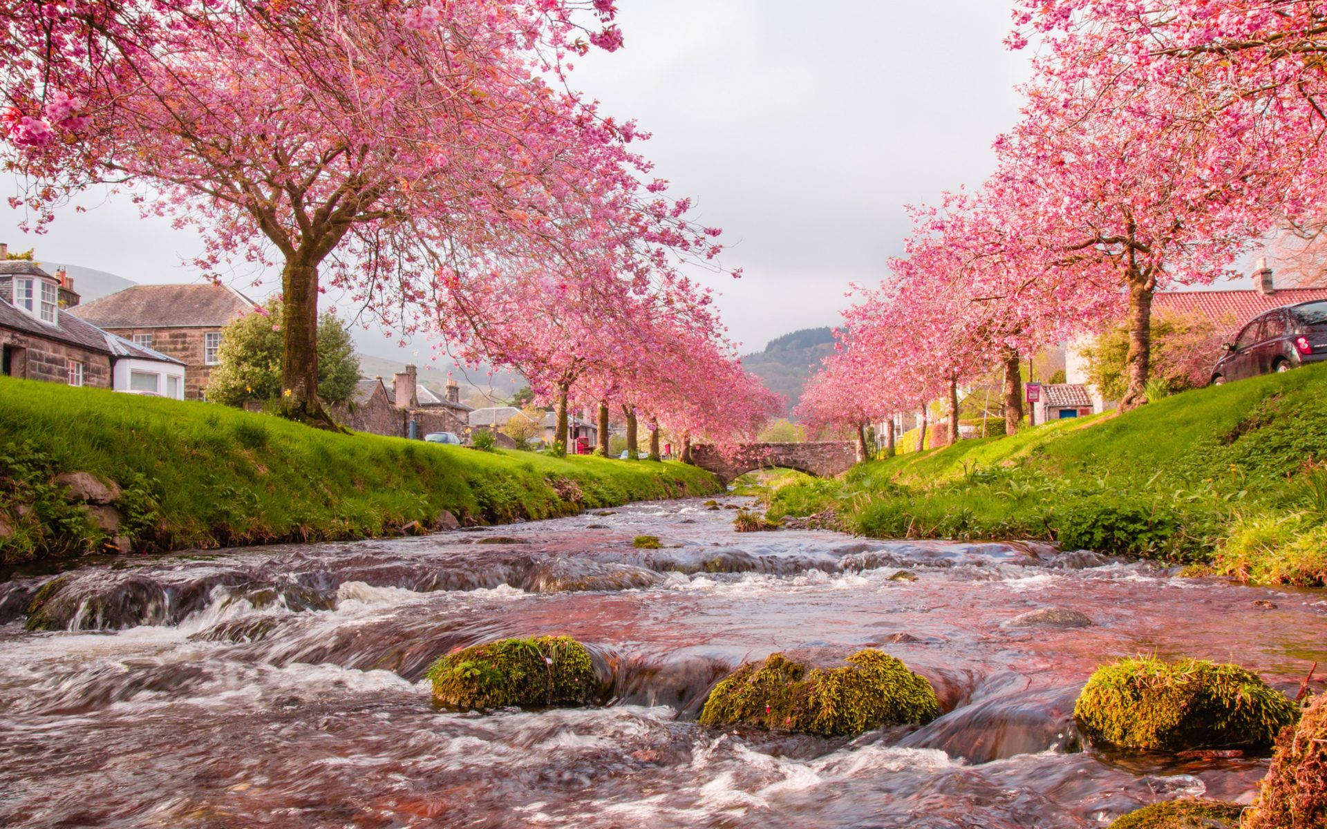 粉紅色的櫻花樹排列在風景如畫的村莊中流淌的小溪旁。 — 日本櫻花 壁紙