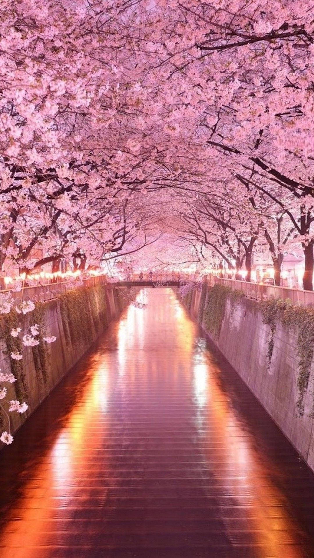 iPhone 桌布 壁紙 — 一條寧靜的運河兩旁種滿盛開的粉紅櫻花，在黃昏時分反射著溫暖的燈籠光芒。
