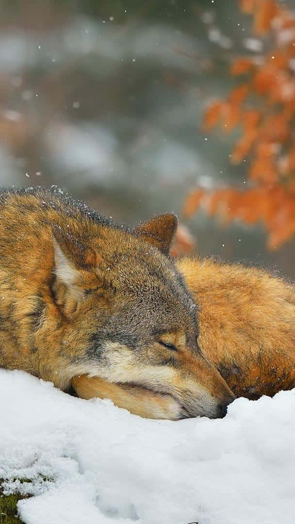  壁紙 — 一隻平靜的狼在新雪中安詳地睡覺，背景模糊中有鮮豔的橙色秋葉。