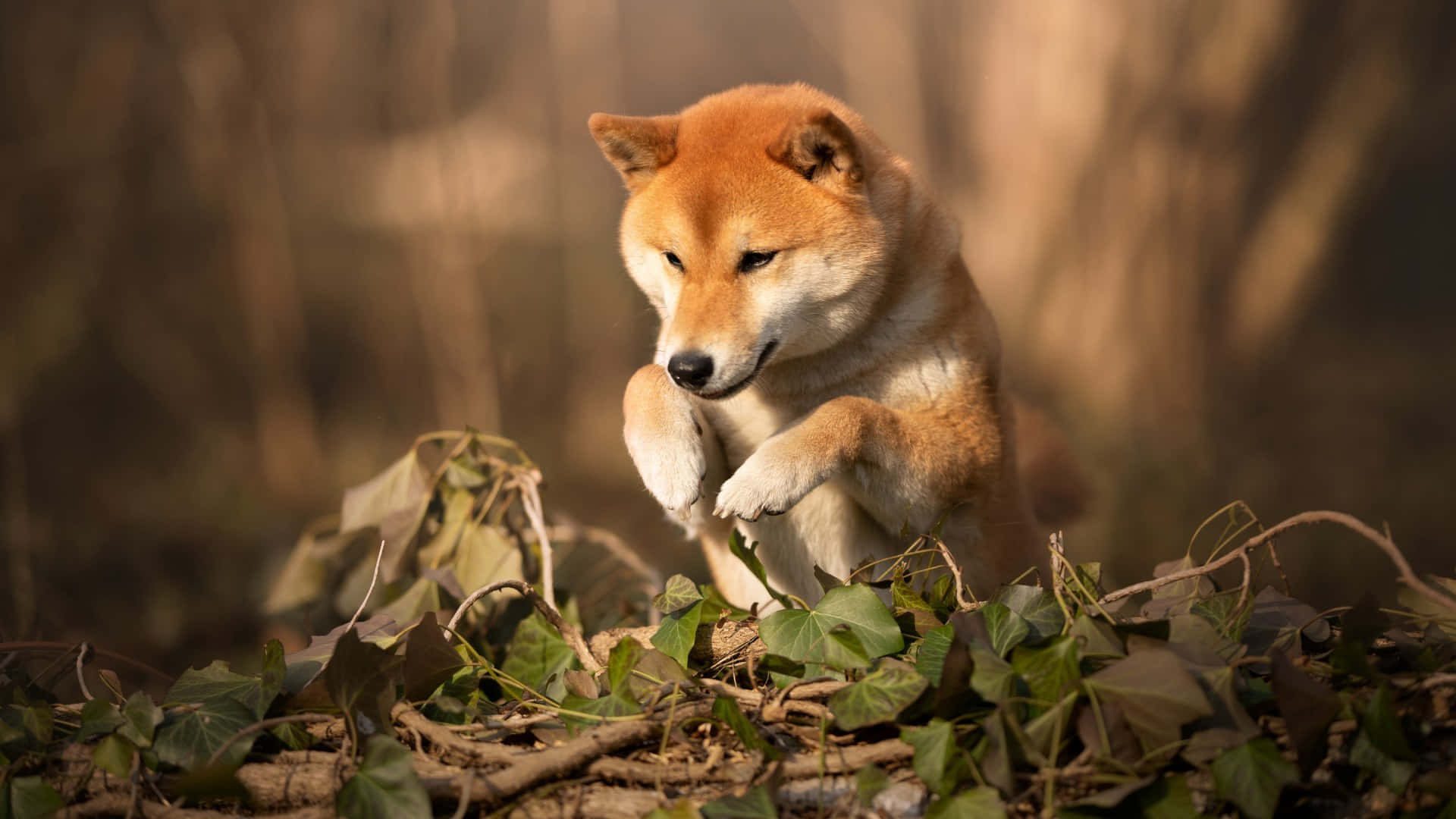  壁紙 — 一隻柴犬在綠色常春藤和乾燥樹枝中警覺地坐著，沐浴在溫暖的金色陽光下。