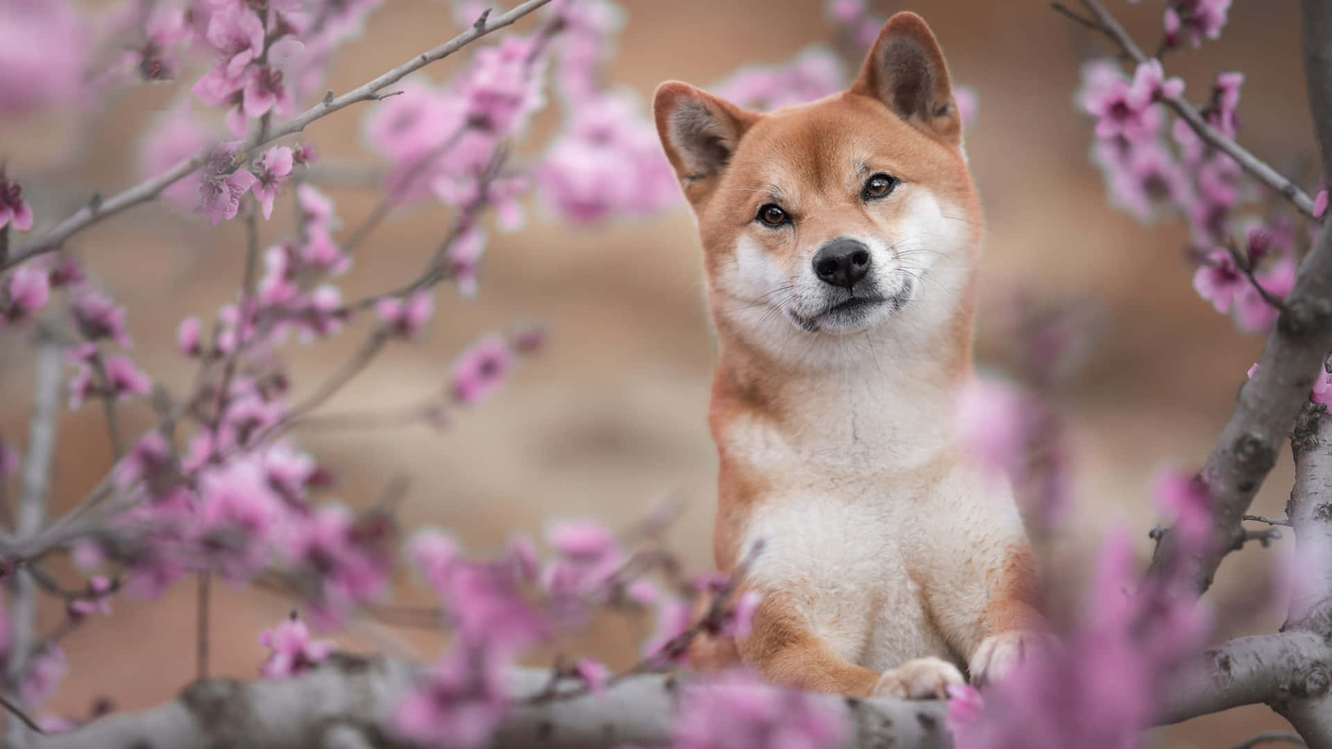  壁紙 — 一隻柴犬平靜地坐在樹枝上柔軟的粉紅色櫻花中，直視著觀看者。
