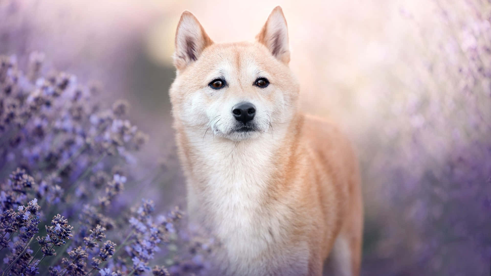  壁紙 — 一隻柴犬在柔和的紫色薰衣草田中，於溫暖的金色光線下警覺地站立。
