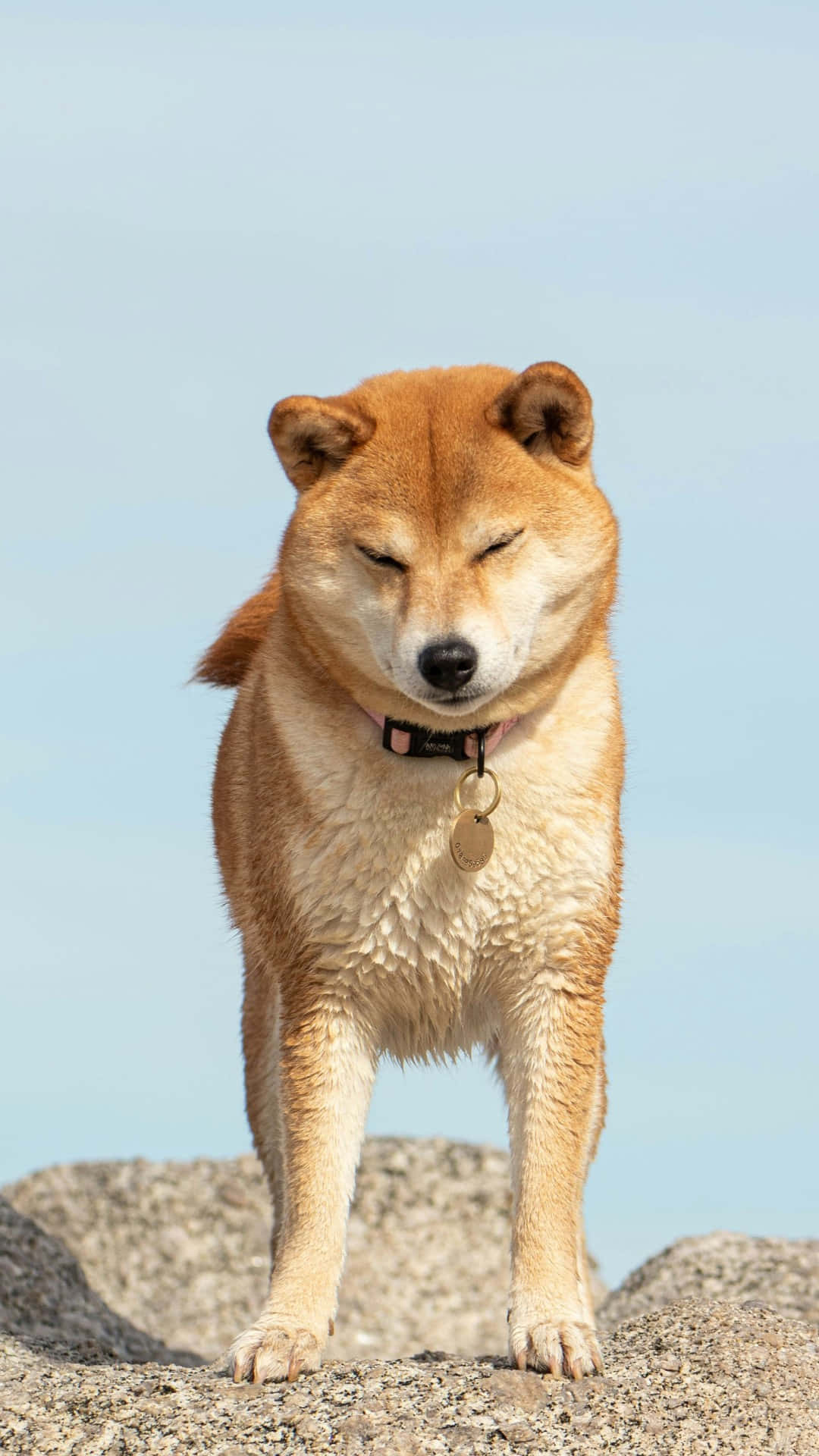  壁紙 — 一隻柴犬自信地站在岩石地形上，對著晴朗的藍天閉上一隻眼睛。