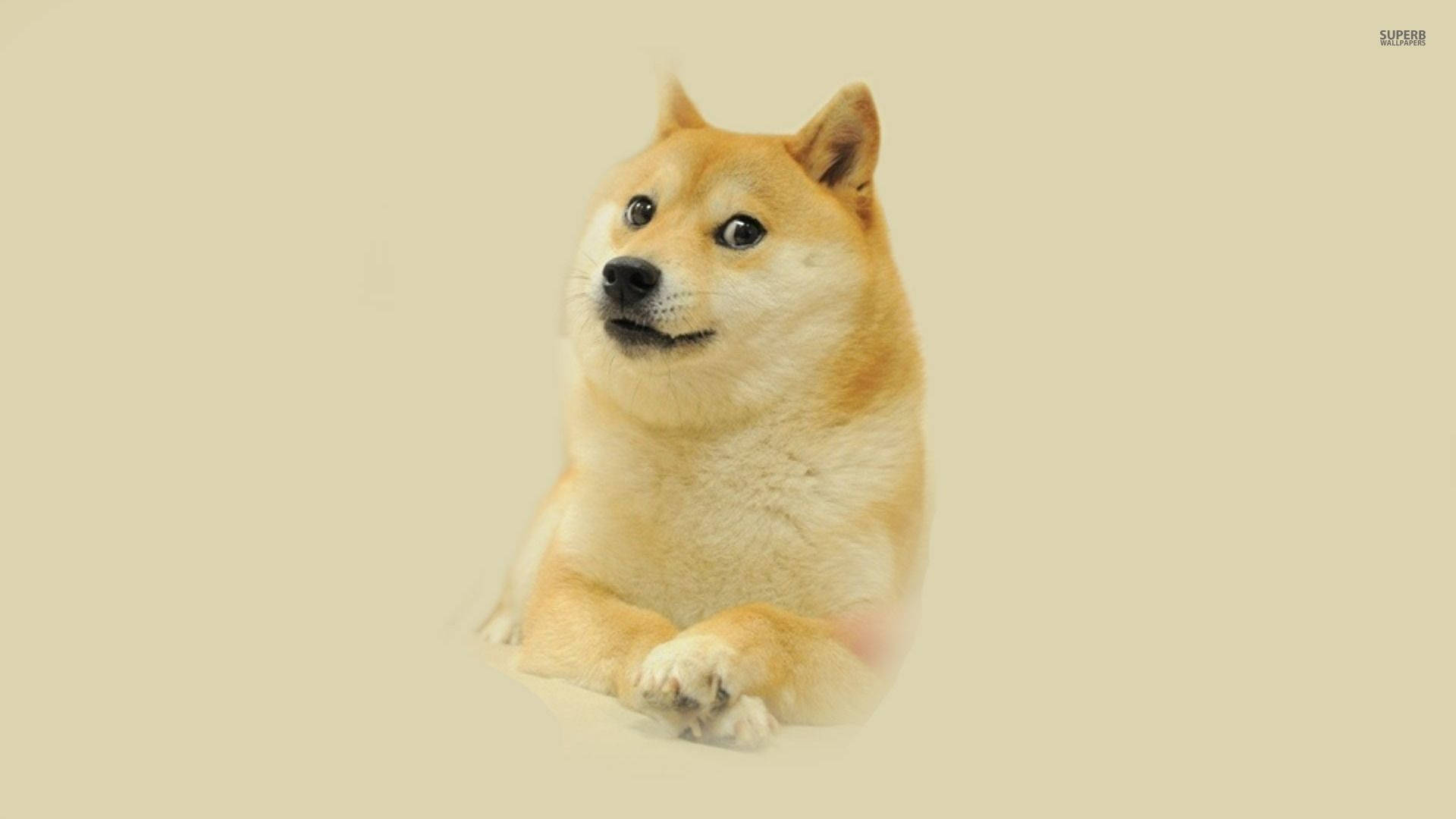 一隻柴犬坐在米色背景上，表情好奇。 — Meme 壁紙