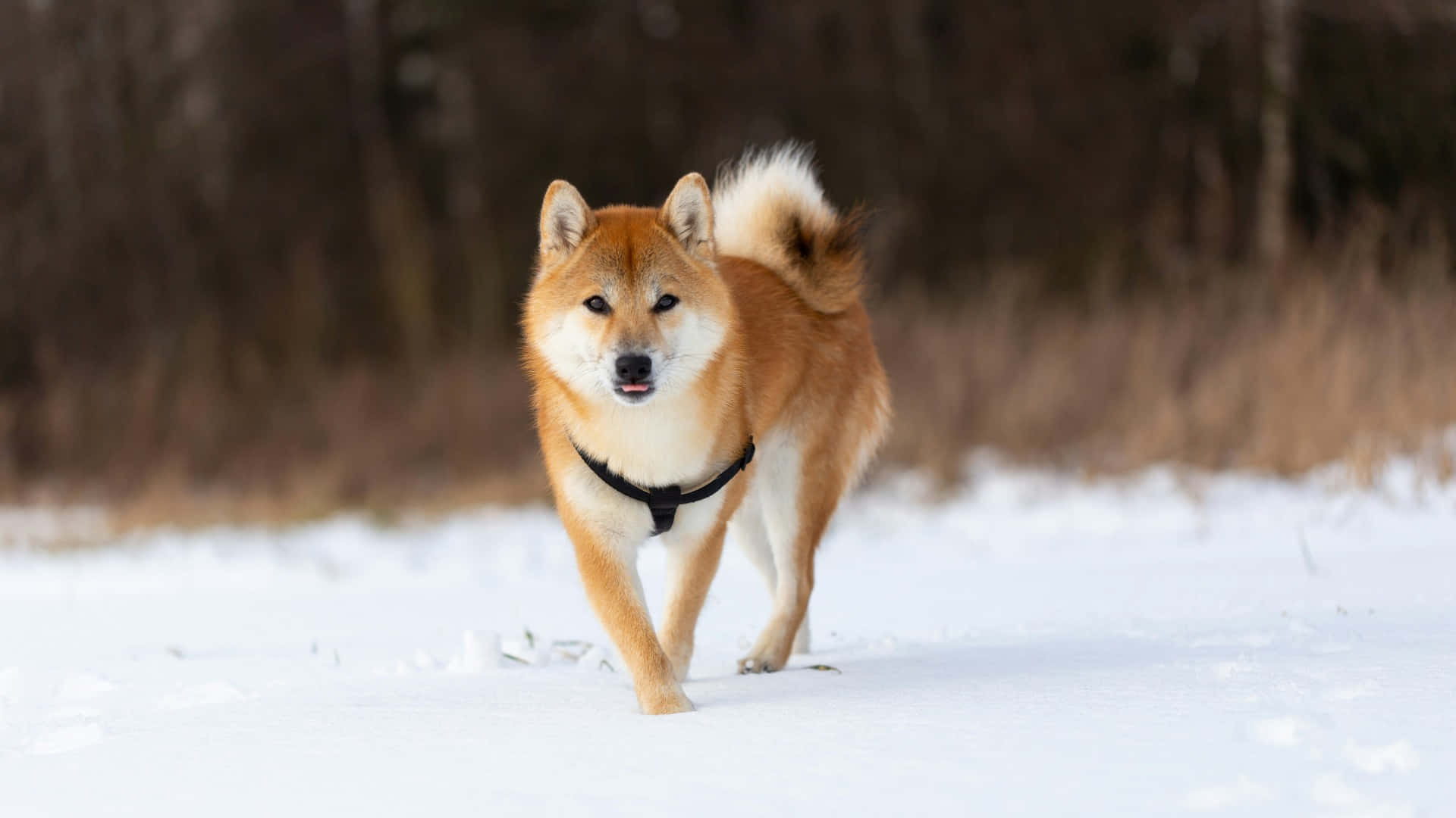  壁紙 — 一隻橙色毛髮帶白色斑紋的柴犬自信地走過雪地，背景是模糊的棕色樹木。
