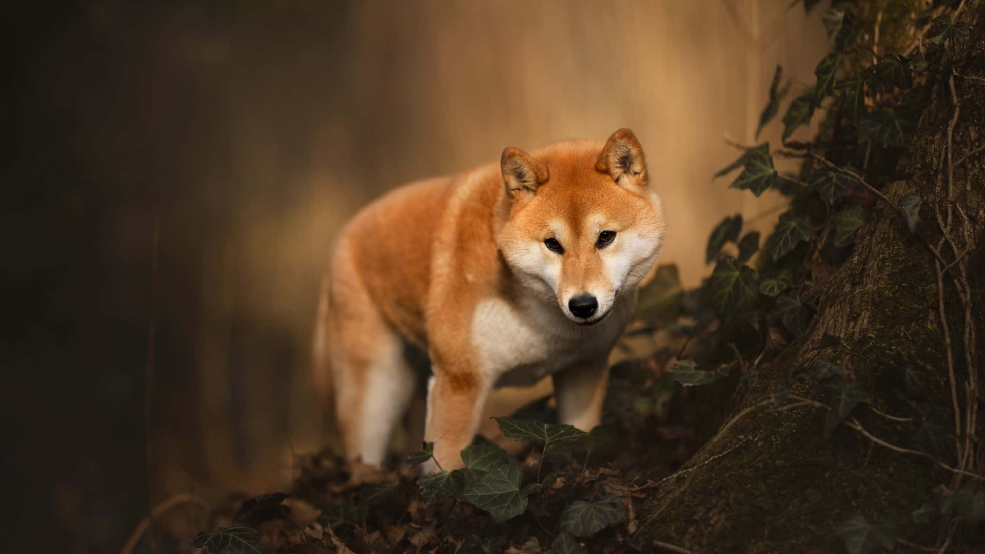  壁紙 — 一隻柴犬在陽光明媚的森林空地中警覺地站著，周圍環繞著常春藤和落葉。