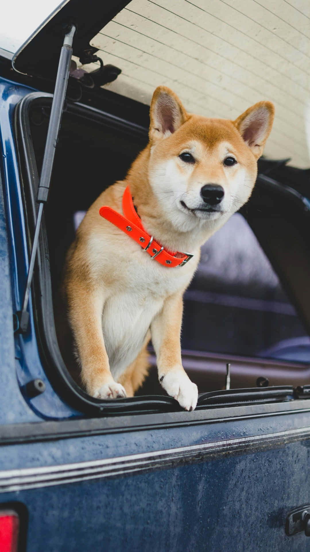  壁紙 — 一隻戴著亮橙色項圈的柴犬警覺地坐在藍色汽車的打開後車廂中，凝視前方。