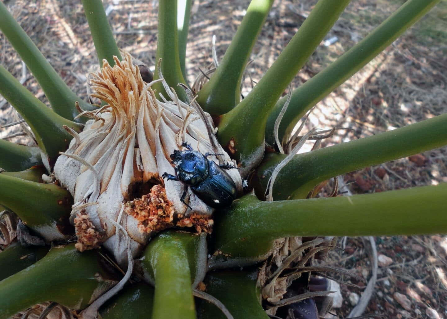  壁紙 — 一隻閃亮的藍色甲蟲棲息在綠色蘇鐵植物乾燥的中心，在明亮的陽光下。