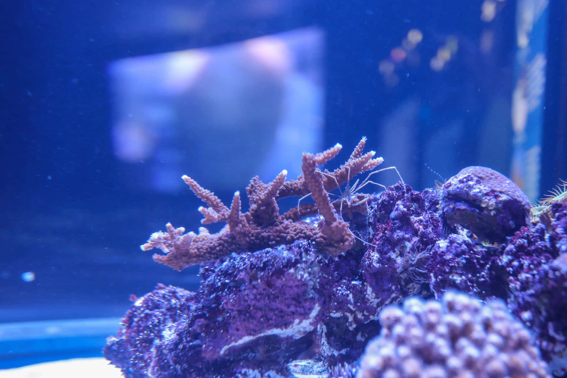  壁紙 — 一隻蝦在深藍色水族燈光下爬過鮮豔的紫色珊瑚和岩石結構。