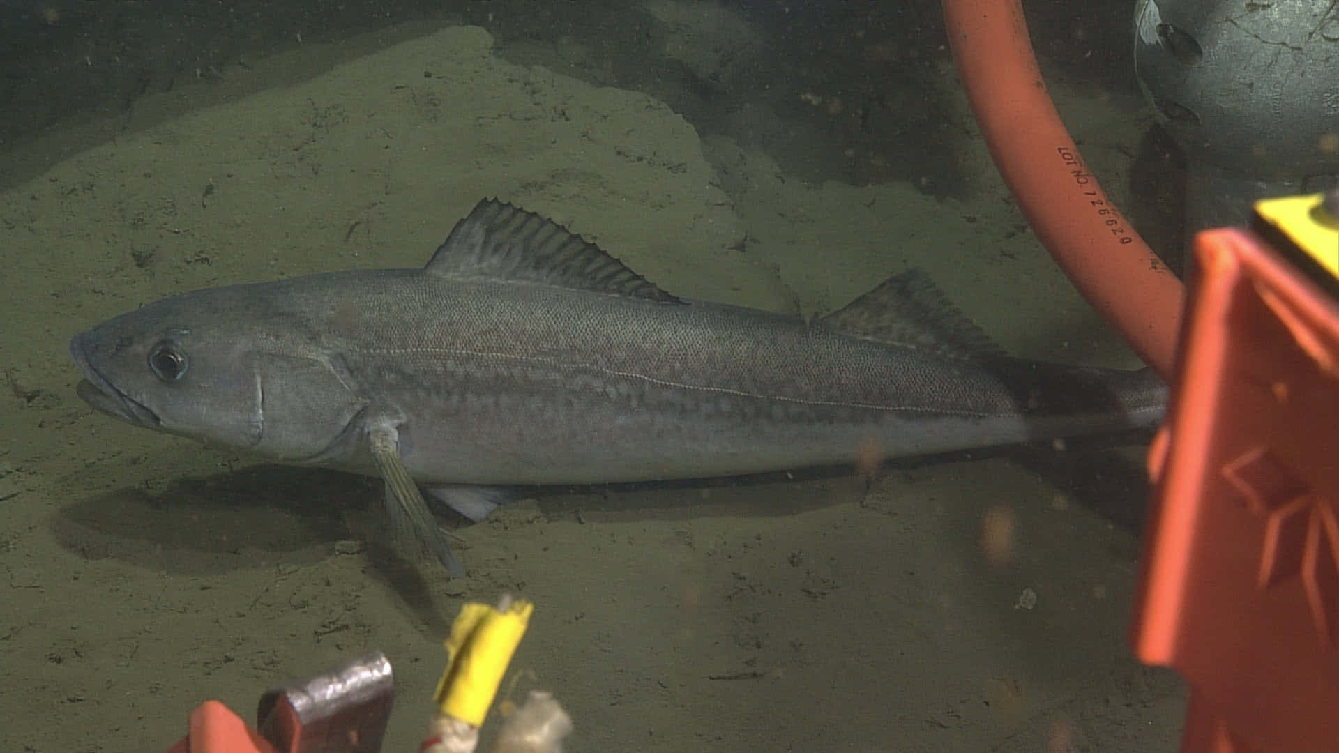 Sablefish 桌布 壁紙 — 一條銀鱈魚在渾濁的海床上休息，附近有橙色和黃色的設備。