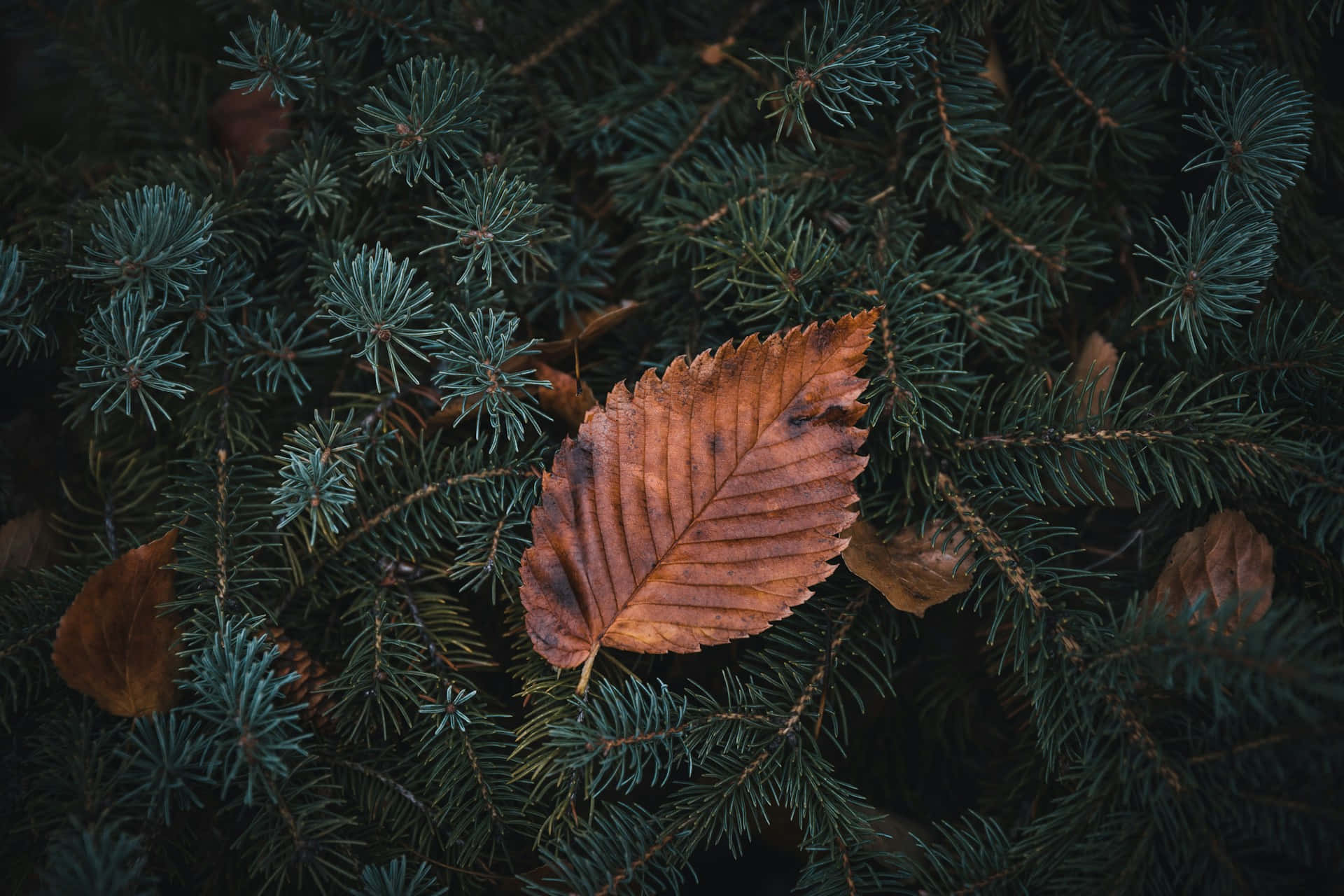  壁紙 — 一片棕色秋葉躺在深綠色松針床上，呈現近距離自然場景。
