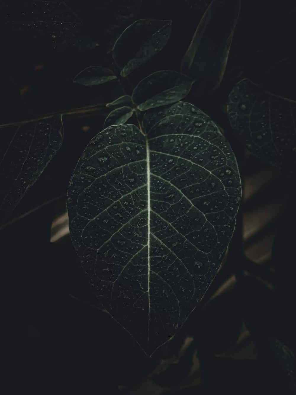  壁紙 — 一片深色葉子，帶有複雜的葉脈和露珠，在黑色背景上柔和發光。