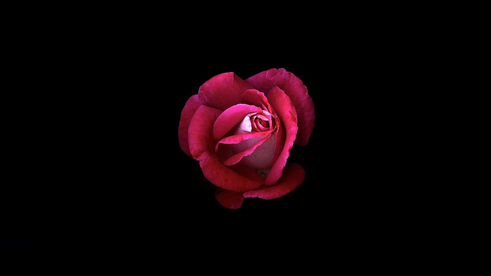  壁紙 — 一朵深紅玫瑰在純黑背景中綻放，花瓣被柔和照亮，展現出細膩的漸變和天鵝絨般的質感。