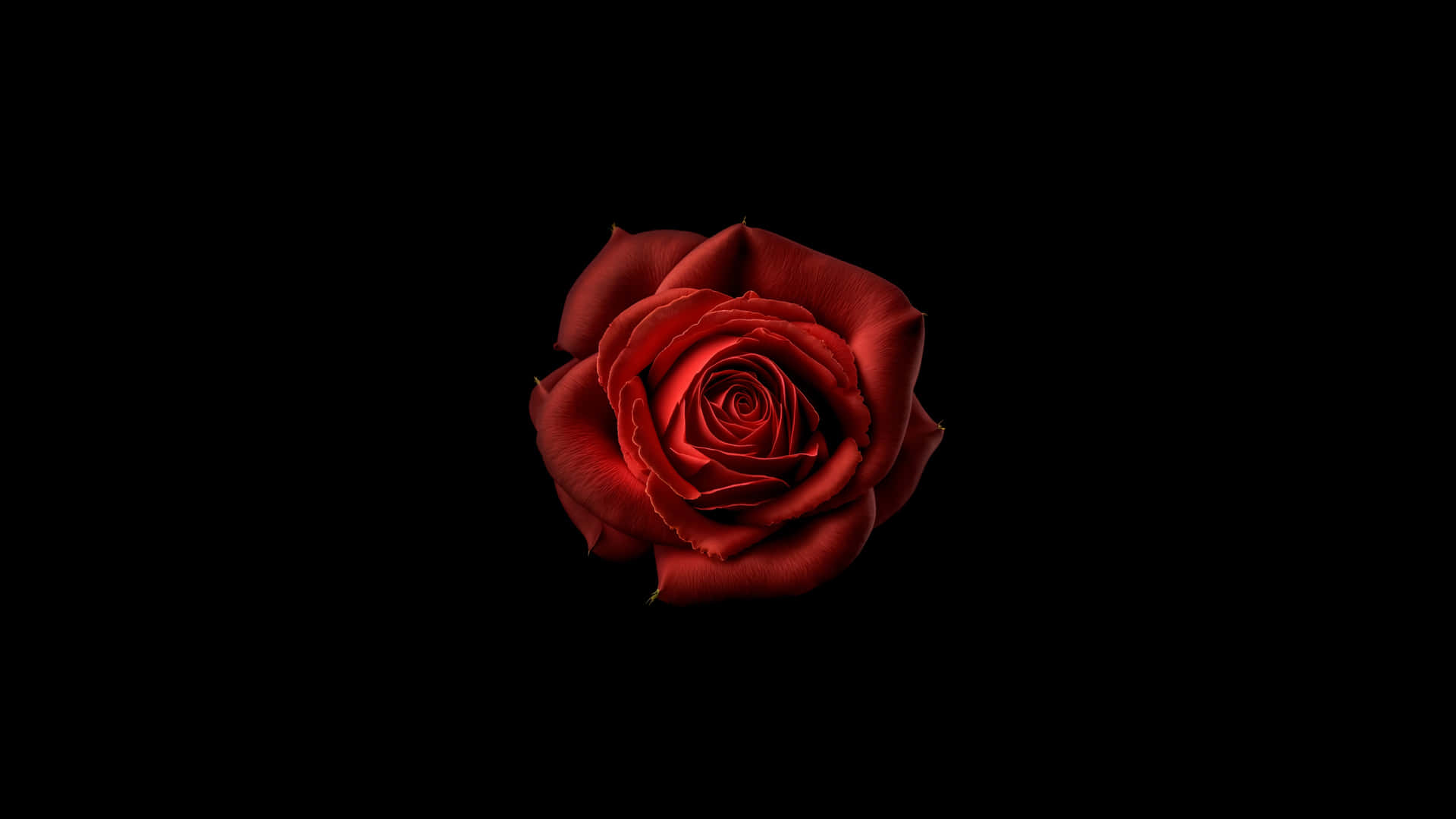  壁紙 — 一朵深紅玫瑰在純黑背景上綻放，花瓣以完美的螺旋對稱層層疊疊。