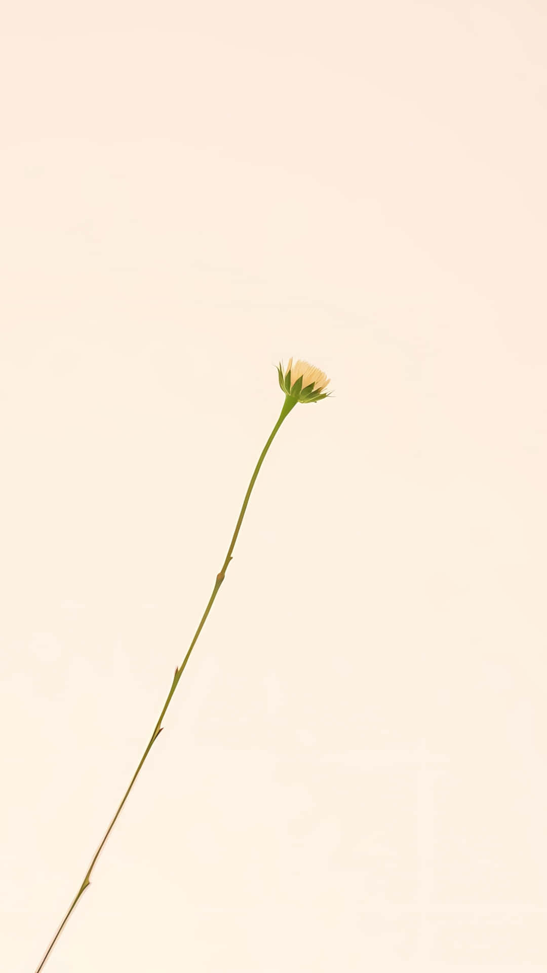 一朵花蕾在細莖上，襯托奶油色背景 — Pastel 壁紙