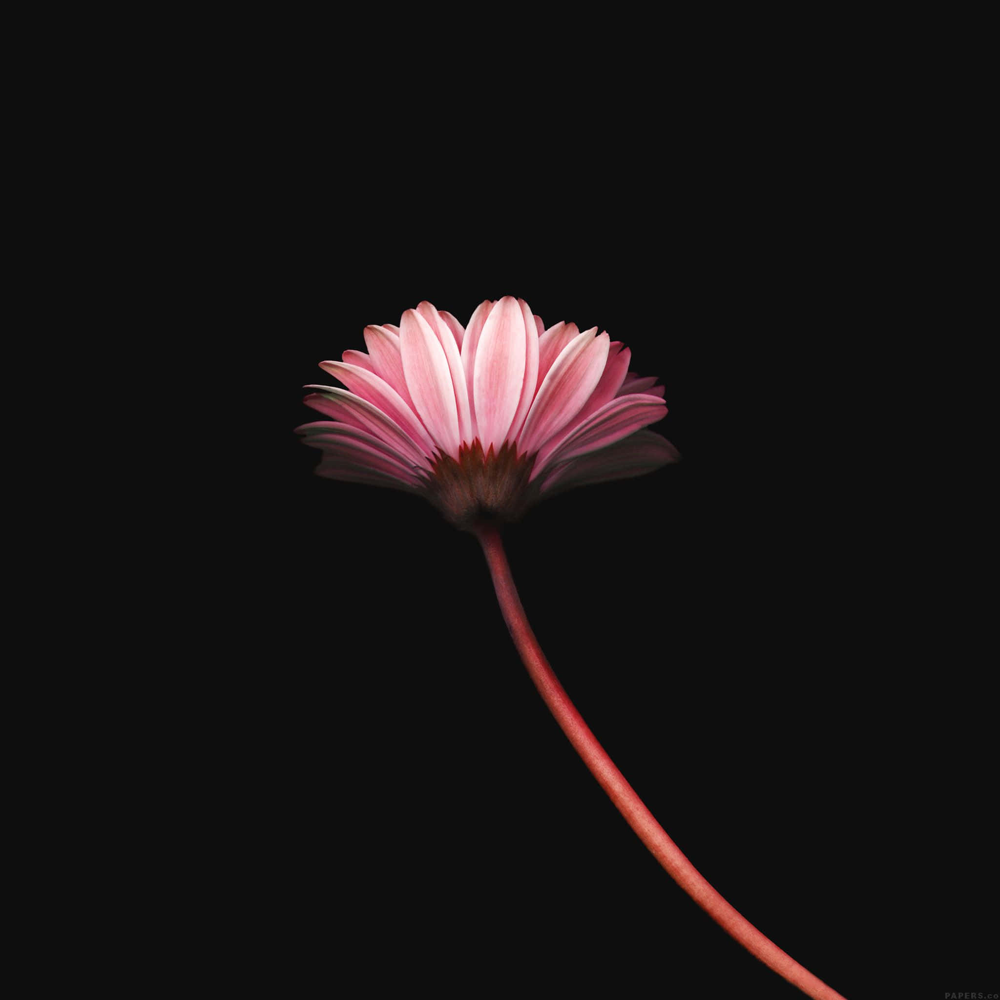 Simple Flower 桌布 壁紙 — 一朵纖細的粉紅色雛菊，帶有細長的莖，在純黑色背景下脫穎而出。