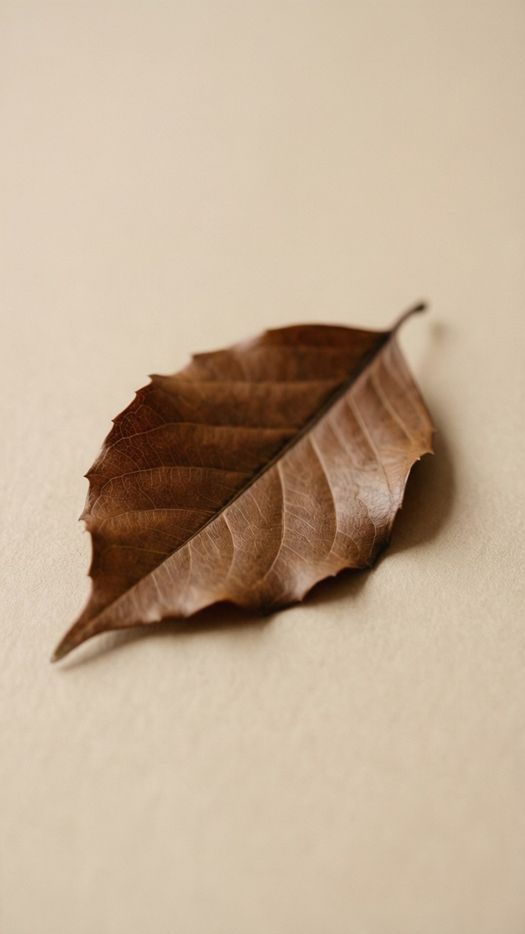 Solitary Leaf on Beige 壁紙 — 一片乾燥的棕色葉子，邊緣呈鋸齒狀，放在柔軟的米色表面上，在柔和光線下展現出複雜的葉脈紋理。