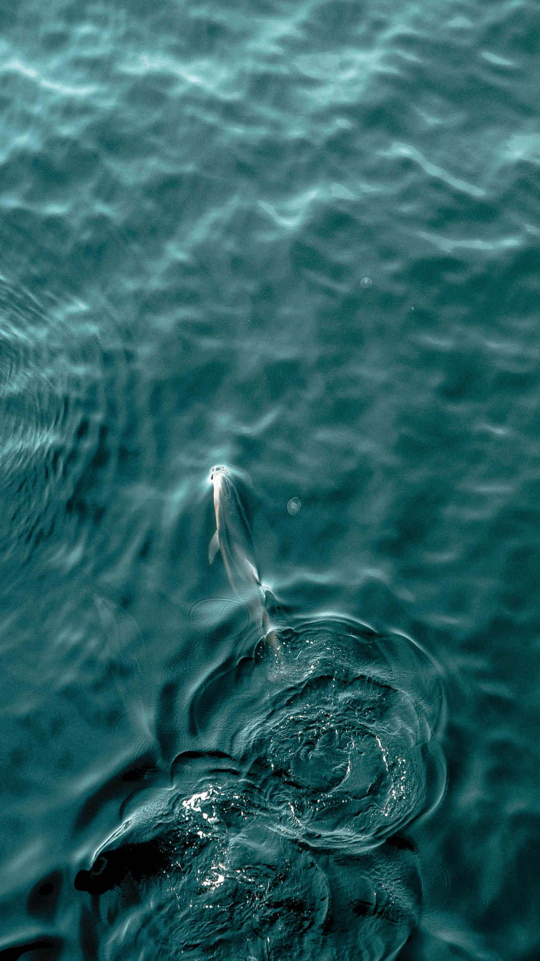  壁紙 — 一條魚突破深藍綠色水面，產生漣漪和光線反射。