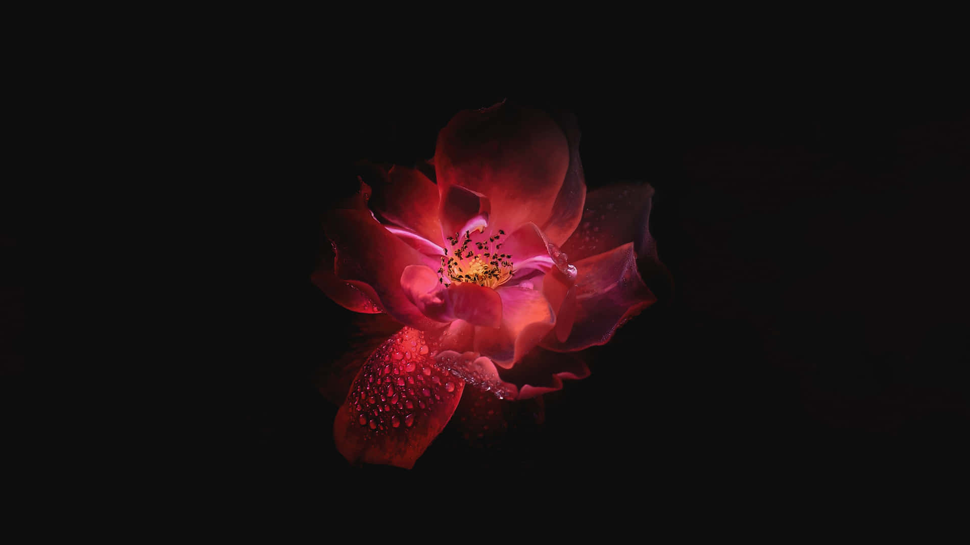 一朵帶有露珠的紅玫瑰，在黑色背景下發光。 — Oled 壁紙