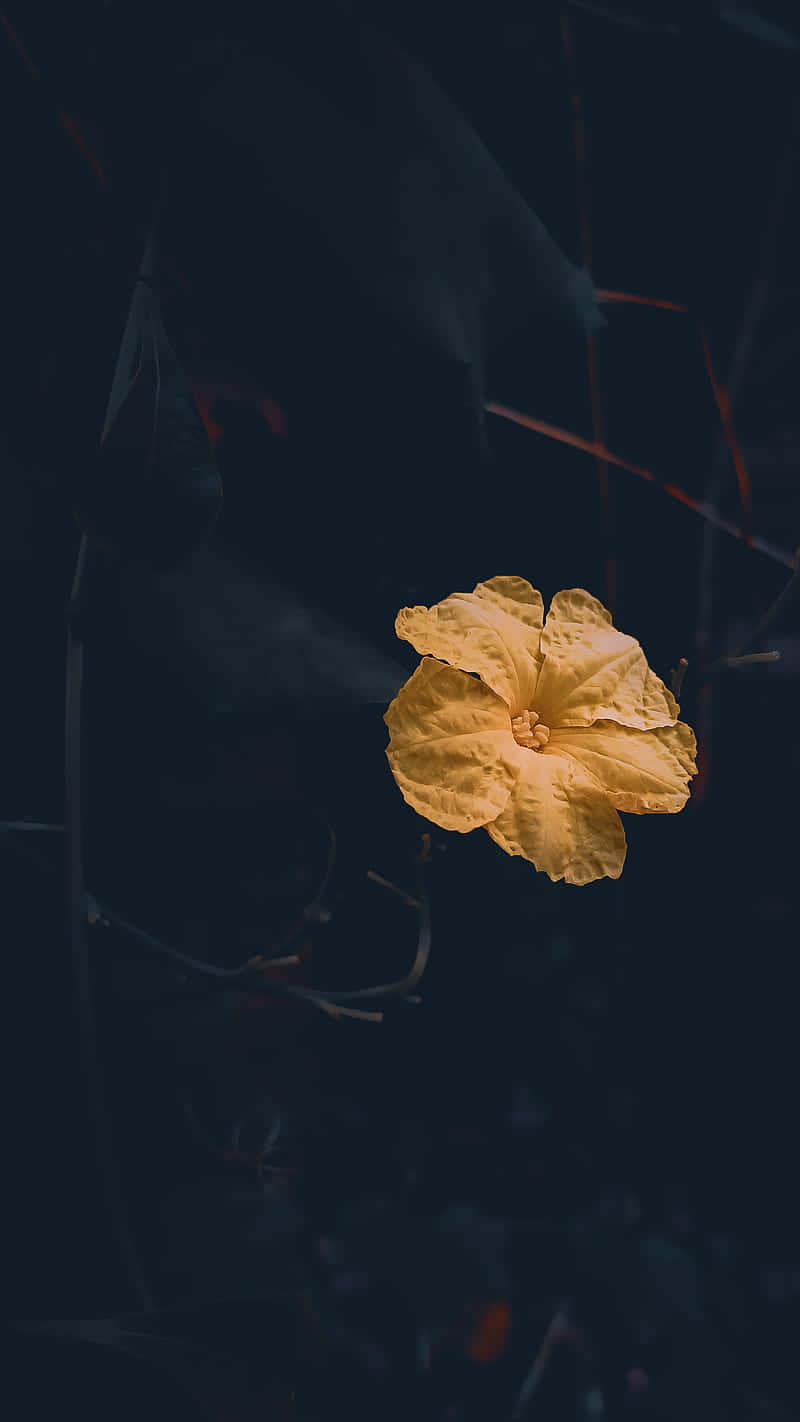  壁紙 — 一朵發光的黃色花朵在深色背景中綻放，背景有模糊的樹枝。