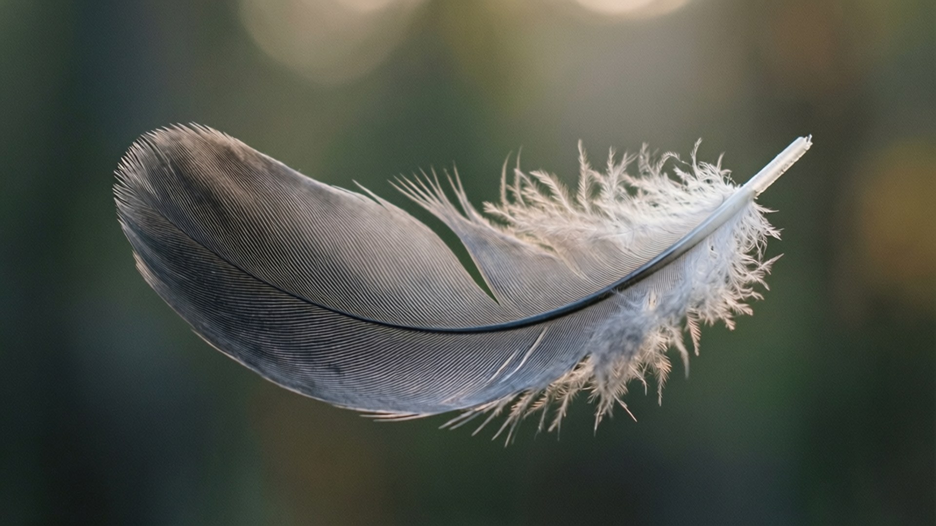 Floating Gray Feather 壁紙 — 一根灰色羽毛，帶有精緻的倒刺，懸浮在柔和模糊的綠色和金色背景上。