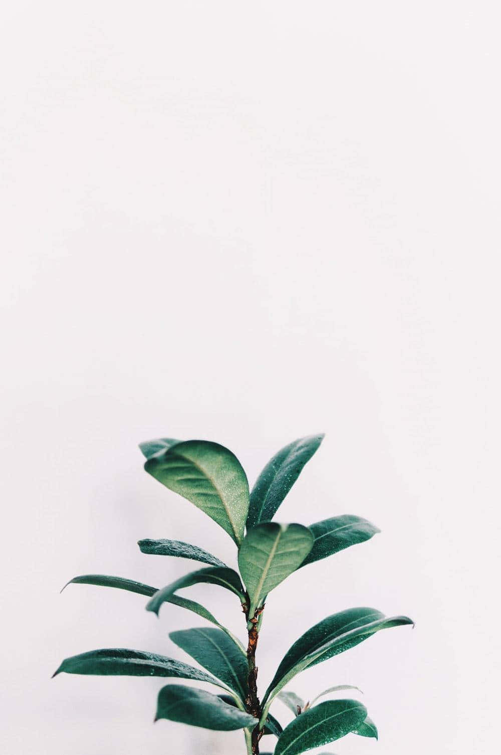  壁紙 — 一棵綠色葉子植物向上發芽，襯托著柔和的白色背景，展現極簡優雅。